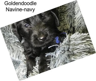 Goldendoodle Navine-navy