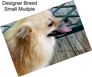 Designer Breed Small Mudpie