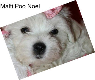 Malti Poo Noel