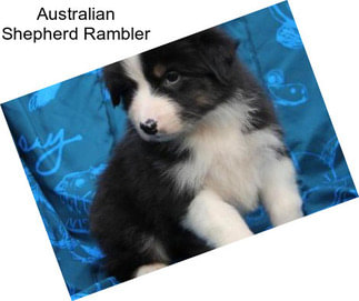 Australian Shepherd Rambler