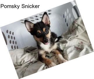 Pomsky Snicker