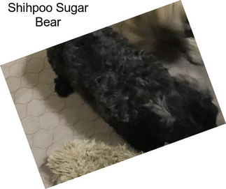 Shihpoo Sugar Bear