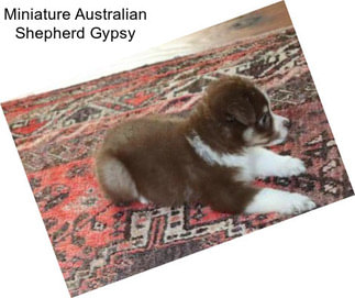 Miniature Australian Shepherd Gypsy