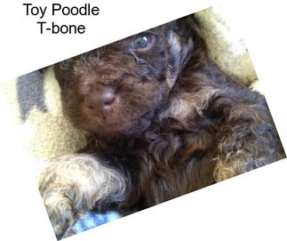 Toy Poodle T-bone