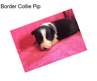 Border Collie Pip