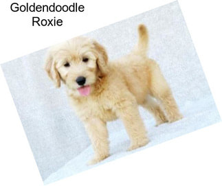 Goldendoodle Roxie