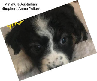 Miniature Australian Shepherd Annie Yellow