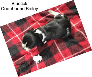 Bluetick Coonhound Bailey
