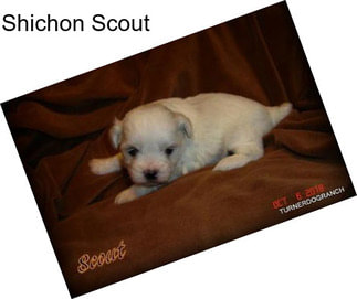 Shichon Scout