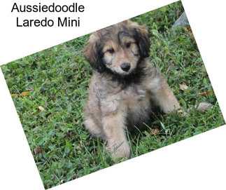 Aussiedoodle Laredo Mini