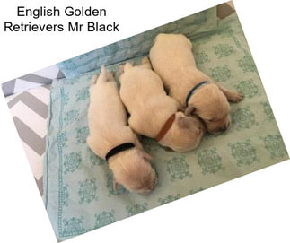 English Golden Retrievers Mr Black