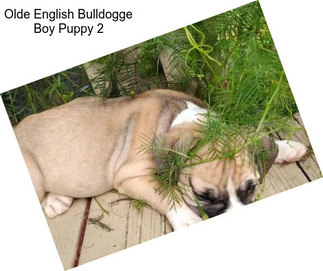 Olde English Bulldogge Boy Puppy 2