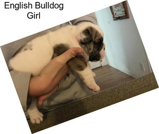 English Bulldog Girl