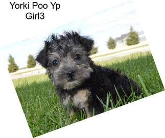 Yorki Poo Yp Girl3