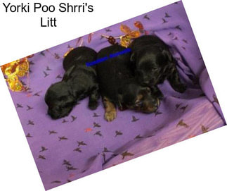 Yorki Poo Shrri\'s Litt