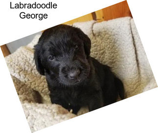 Labradoodle George