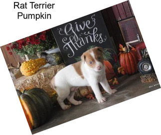 Rat Terrier Pumpkin