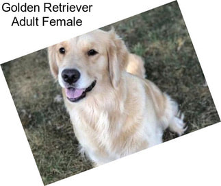 Golden Retriever Adult Female