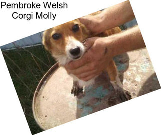 Pembroke Welsh Corgi Molly