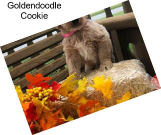 Goldendoodle Cookie