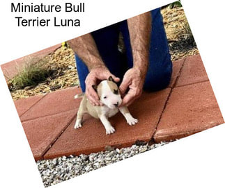 Miniature Bull Terrier Luna