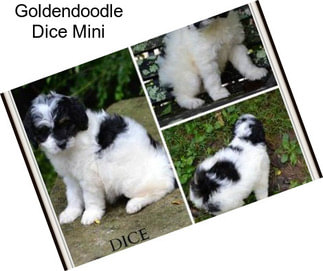 Goldendoodle Dice Mini