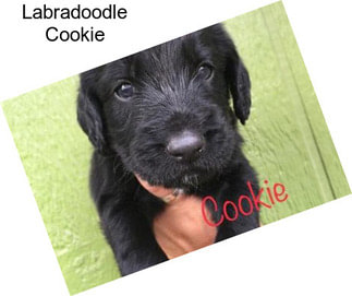 Labradoodle Cookie
