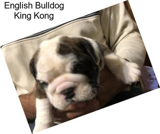 English Bulldog King Kong