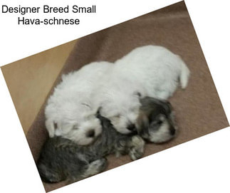 Designer Breed Small Hava-schnese