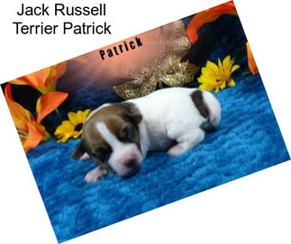 Jack Russell Terrier Patrick