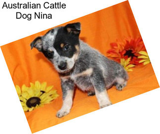 Australian Cattle Dog Nina