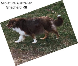 Miniature Australian Shepherd Rtf