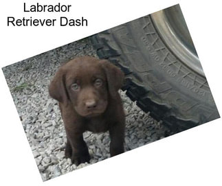 Labrador Retriever Dash