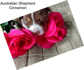 Australian Shepherd Cinnamon