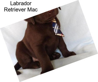 Labrador Retriever Mac