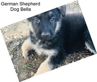 German Shepherd Dog Bella