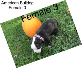 American Bulldog Female 3