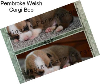 Pembroke Welsh Corgi Bob