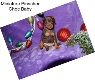 Miniature Pinscher Choc Baby