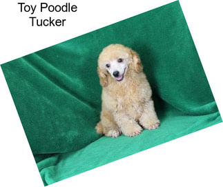 Toy Poodle Tucker