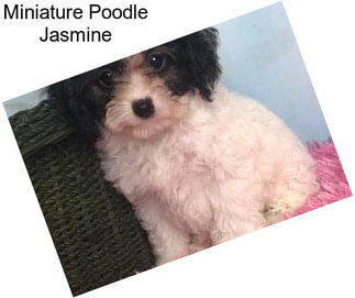 Miniature Poodle Jasmine