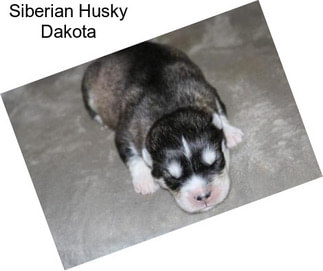 Siberian Husky Dakota