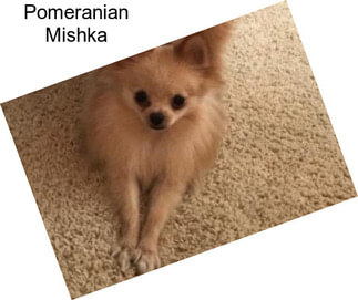 Pomeranian Mishka