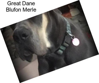 Great Dane Blufon Merle