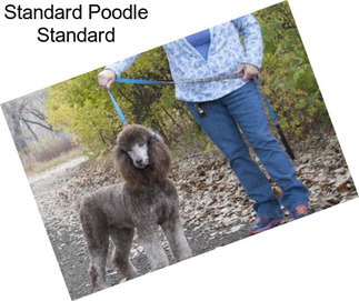 Standard Poodle Standard