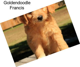 Goldendoodle Francis
