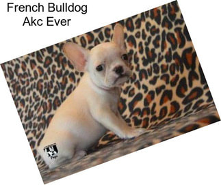 French Bulldog Akc Ever