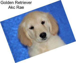 Golden Retriever Akc Rae