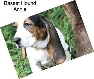 Basset Hound Annie