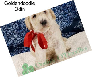 Goldendoodle Odin